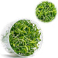 Ultum Nature Systems Live Tissue Culture - Helanthium tenellum 'Broad Leaf' - Easy - Medium to High Light - Bright Green Accent - Foreground - 100% Snail Free Grown in-Vitro - Regular Cup