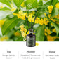 Reed Diffuser for Pet Odor Elimination, Osmanthus, Non-Toxic & Pet-Friendly Air Freshening, 6 Oz