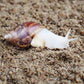 2 Quarts Organic Fiber Substrate for Pet Snail, Ideal Snail Terrarium Accessories for Retains Moisture