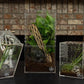Jumping Spider Enclosure 5"x5"x7" or Tarantula Enclosure - Reptile Terrarium w/Sliding Magnetic Door - Great Reptile Tank & - Acrylic Aquarium Spider Box for Terrestrial or Arboreal Animals