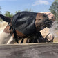 EquiVizor 95% UV Eye Protection (Mini) Standard Horse Fly Mask - Help with Uveitis, Corneal Ulcer, Light Sensitivity. Designed to Stay On Your Horse, Off The Ground.