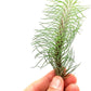 Air Plants - Colombian Tillandsia Funckiana, Large 5" - 2ct - Live Arrival Guaranteed - House Plants for Home Decor & Gift