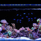 CURRENT USA 18-24" Inch Orbit Marine IC Loop LED Saltwater Reef Marine Aquarium Light with Bluetooth App Control | Wireless Lighting & eFlux Wave Pump Control for Fish Tank (4204)