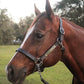 Leather Halter for Horses with Customized Engraved Name Plate Option Halter for Horse | Brown/Brass, Padded Halter (Blue or Green) Black/Brass, Black/Chrome Options
