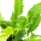 Java Fern Live Aquarium Plants – Windelov, Narrow Leaf & More– Easy Aquascaping Plants for Freshwater Tanks, Low Light, No CO₂ (Bolbitis Heteroclita on Nutripad)