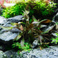 Ultum Nature Systems Live Tissue Culture - Cryptocoryne Albida 'Red' - Moderate - Low to Medium Light - Pink and Red Accent - Foreground to Midground - 100% Snail Free Grown in-Vitro - Regular Cup