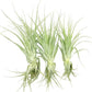 Live Air Plant - Tillandsia Gardneri 5-7” - 3ct - ragnaroc Rare Collectors Indoor Tropical Plant - Live Arrival Guaranteed - House Plants for Home Decor & Gift