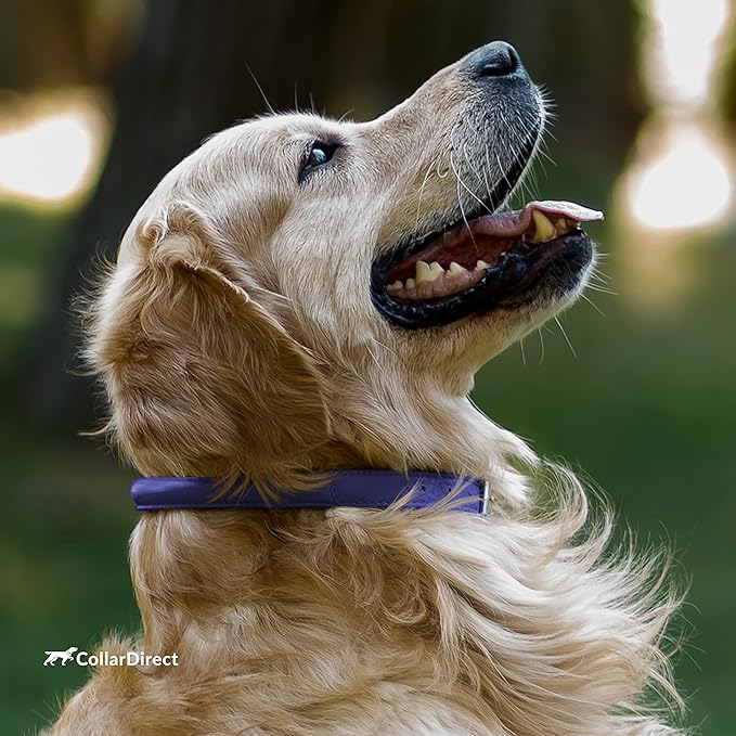 CollarDirect Rolled Leather Dog Collar, Soft Padded Round Puppy Collar, Handmade Genuine Leather Collar Dog Small Large Cat Collars 13 Colors (13-16 Inch, Purple Textured)