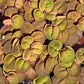 10 Plus Red Root Floater Plants Phyllanthus fluitans Floating Pond Plant Live Aquarium Floating Plants Create Shade and Hiding for Your Fish and Other inhabitants