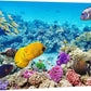 wall26 Canvas Print Wall Art Tropical Underwater Ocean Sea Fish Reef Nature Animals Photography Realism Rustic Scenic Landscape Wilderness Earth Colorful for Living Room, Bedroom, Office - 24"x36"