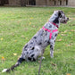 PUPTECK No Pull Dog Harness Soft Adjustable Basic Nylon Step in Puppy Vest Outdoor Walking with ID Tag Medium DeepPink