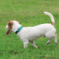 Mikivery Nylon Dog Collar with Quick Release Buckle Soft Adjustable Sturdy for Small Medium Large Dogs Teal,L
