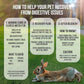 Sherwood Pet Health Rabbit Emergency kit and Bulk Recovery Food (Small kit)