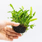 Java Fern Live Aquarium Plants – Windelov, Narrow Leaf & More– Easy Aquascaping Plants for Freshwater Tanks, Low Light, No CO₂ (Java Fern 'Microsorum Nymph' on Nutripad)