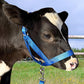 XUANNIAO Easily Adjustable Figure 8 Cow Halter, Double-Ply Premium Livestock Cattle Halters, Colorful Cow Utility Calf Halter with Leading Rope for Miniature Horse Donkey Goat Foal (Large, Blue)