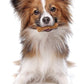 Nylabone Nutri Dent Dog Dental Chews - Natural Dog Teeth Cleaning & Breath Freshener - Dental Treats for Dogs - Filet Mignon Flavor, Mini (32 Count)