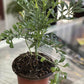 ruda rue Full Plant with Root, GREEN