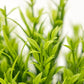 BEGONDIS Aquarium Decorations Fish Tank Artificial Green Water Plants Made of Soft Plastic