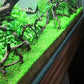 Foreground Potted Live Aquarium Plants | Freshwater Aquatic Plants for Aquariums (Potted Monte Carlo, 3 Pack)