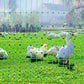 VEVOR Electric Poultry Netting, 48" H x 168' L, PE Net Fencing Kit with Posts & Double-Spiked Stakes, Utility Portable Mesh for Chickens, Ducks, Geese, Rabbits, Used in Backyards, Farms, and Ranches