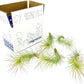 Air Plants - Tillandsia Funckiana, Large 5" - 5ct - Live Arrival Guaranteed - House Plants for Home Decor & Gift