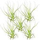 Air Plants - Tillandsia Straminea Jumbo 6-9" - 5ct - Live Arrival Guaranteed - House Plants for Home Decor & Gift
