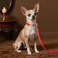 Didog Soft PU Leather Dog Collars for Small Dogs,Classic Adjustable Dog Collars with Quick Release Metal Buckle,Easy Clean and Comfortable with Nylon Lining,Red,S Neck 10-15"