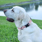 Dogline Biothane Waterproof Dog Collar with Quick Release Buckle Strong Coated Nylon Webbing with Odor- Proof for Easy Care Easy to Clean Fits Small Medium Large Dogs, Lavender 5/8" W 9-14" L