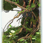 Desktop Glass Plant Terrarium with Grow Light(L7.8 W7.8 H14), for Succulent, Moss, Miniature Gardening Landscape, Betta Fish Tank, Indoor Plant Growth, Office Home Decoration (TimeControlled)