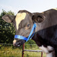 XUANNIAO Easily Adjustable Figure 8 Cow Halter, Double-Ply Premium Livestock Cattle Halters, Colorful Cow Utility Calf Halter with Leading Rope for Miniature Horse Donkey Goat Foal (Small, Blue)