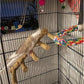 Bird Parrot Ladder Perch for Cage, Nature Wooden Bird Bridge Exercise Stands Parrot Climbing Chewing Toys for Small Animal