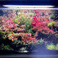 Live Aquarium Red Stem Plants - Freshwater Aquatic Plant for Fish Tanks, Aquascaping - (Lemon Bacopa Caroliniana, 1 Bunch)