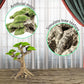 Novelsite Fish Tank Decor- Small Bonsai Trees with Faux Moss- Aquarium Decoration Aqua scaping- Made of Sandstone, Goldfish Betta Fish Tank Decorations