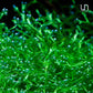 Riccia fluitans in Vitro Tissue Culture Small Cup