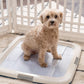 IRIS USA Pee Pad Holder - For Potty Training Regular Sized Dog & Puppy Pee Pads, Secured Latches, Non-Skid Feet, Leak Protection, Fits 22"x22" Pad or Larger, Square, Navy