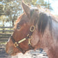 Turnout Leather Halter for Horses with Customized Engraved Name Plate | Brown Leather with Solid Brass Hardware | Fixed Chin, Double Buckle Crown