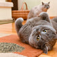 Purple Haze Catnip, Premium Blend Safe for Cats, Infused with Maximum Potency Your Kitty is Sure to Go Crazy for (1 Cup)