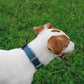 Mikivery Nylon Dog Collar with Quick Release Buckle Soft Adjustable Sturdy for Small Medium Large Dogs Haze Blue,L