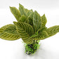 CNZ® Aquarium Fish Tank Green Lifelike Underwater Plastic Plant Aquatic Water Grass Decor (10-inch (W) x 8-inch (H))
