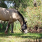 EquiVizor 95% UV Eye Protection (COB) Standard Horse Fly Mask - Help with Uveitis, Corneal Ulcer, Light Sensitivity. Designed to Stay On Your Horse, Off The Ground.