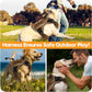 Heavy-Duty Tactical Dog Harness for Large Dogs, No Pull Adjustable Reflective Pet Vest with Molle System, K9 Military-Grade Control for Service Training, Outdoor & 10+ Breeds, Desert Camo, Medium