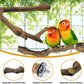 kathson 3pcs Natural Parrot Perch for Cage Wooden Bird Perches Grape Bird Stick Parakeet Climbing Standing Branches Toy Chewable Cage Accessories for Small Budgies Cockatiels Lovebirds Budgies