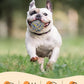 1.96'' Dog Balls for Dogs Aggressive Chewers Indestructible Tennis Durable Bouncy Interactive Dog Toy Balls for Fetch Game Floating Training(Grey Small)