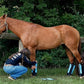 Warrior Fly Boots for Horses - Breathable Mesh Horse Boots for Fly Protection & Leg Comfort - Set of 4 (Trojan Warrior, Red)
