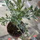ruda rue Full Plant with Root, GREEN