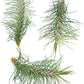 Air Plants - Colombian Tillandsia Funckiana, Large 5" - 3ct - Live Arrival Guaranteed - House Plants for Home Decor & Gift