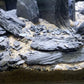 Natural Slate Stone 5 to 7 Inches - USA Sourced and Packaged for Aquascaping Aquariums, Terrariums, Paludariums, Reptile Enclosures, and Gardens (10lbs)