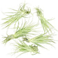 Live Air Plant - Tillandsia Gardneri 5-7” - 5ct - ragnaroc Rare Collectors Indoor Tropical Plant - Live Arrival Guaranteed - House Plants for Home Decor & Gift