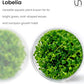 Ultum Nature Systems Lobelia Cardinalis ‘Cardinal’ Tissue Culture Live Plant for Aquarium, Freshwater Fish Tank, Aquascaping - 100% Snail Free in Vitro