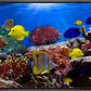 wall26 Framed Canvas Wall Art - Coral Reef and Tropical Fish Under The Ocean | Modern Home Art Framed Canvas Prints Gallery Wrap Giclee Printing & Ready to Hang - 24"x36" Black